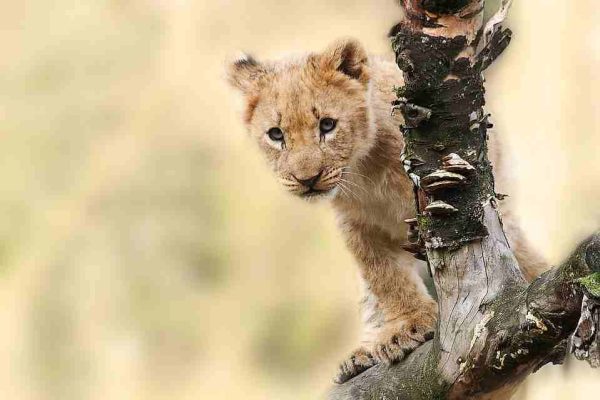 R291_safari_Kenya_Tanzania1