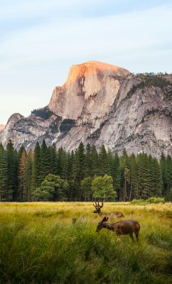 WEST STATI UNITI CANYON YOSEMITE LAS VEGAS (1)