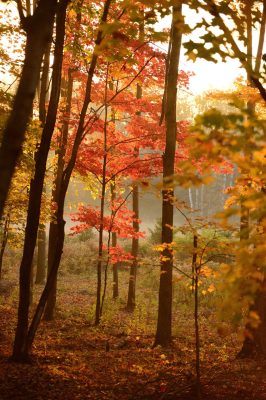 cansiglio ed il foliage (2)