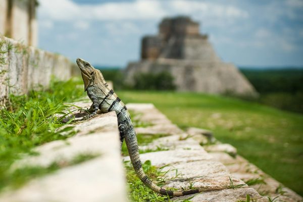 massico yucatan (2)