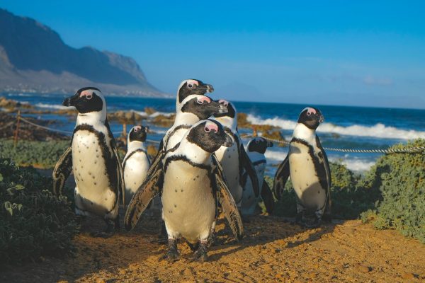 sud africa pinguini